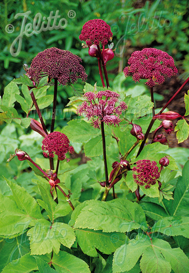ANGELICA gigas (Angelika obrovská) cca.20 semien